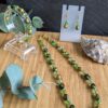 Freshwater Pearl Collection
